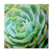 Succulent