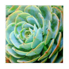 Succulent Tegeltje