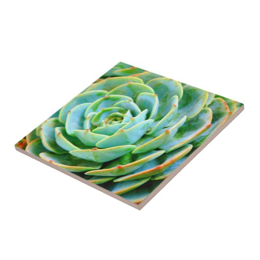 Succulent Tegeltje (Zijkant)