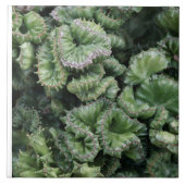 Succulent Tegeltje (Voorkant)