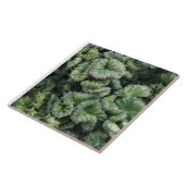 Succulent Tegeltje (Zijkant)