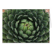 Succulent tegen wenskaart (Voorkant Horizontaal)