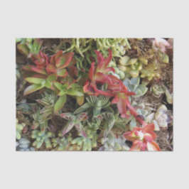 Succulent weefselpapier tissuepapier