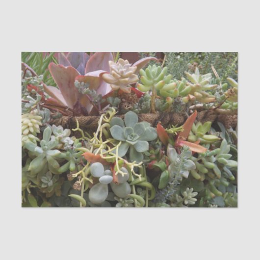 Succulent weefselpapier tissuepapier (Voorkant)