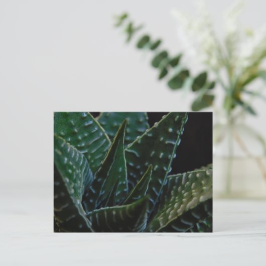 Succulent Zebra Plant Briefkaart (Staand voorkant)