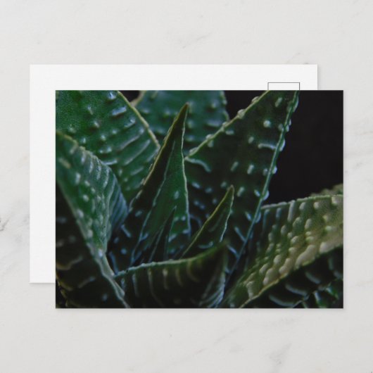 Succulent Zebra Plant Briefkaart (Voorkant / Achterkant)
