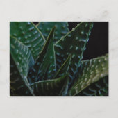 Succulent Zebra Plant Briefkaart (Voorkant)