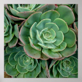 Succulente afdrukken poster (Voorkant)