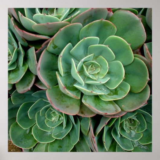Succulente afdrukken poster (Voorkant)