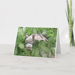 Succulente Backscratch Kaart