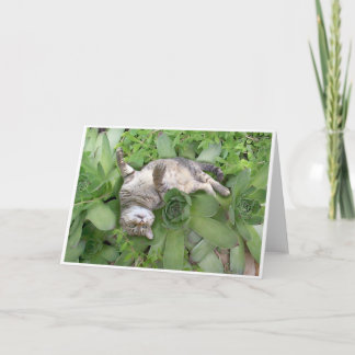 Succulente Backscratch Kaart