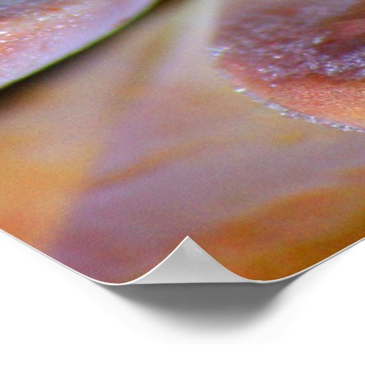 Succulente bladeren poster (Hoek)