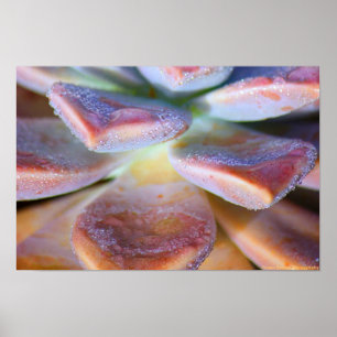 Succulente bladeren poster