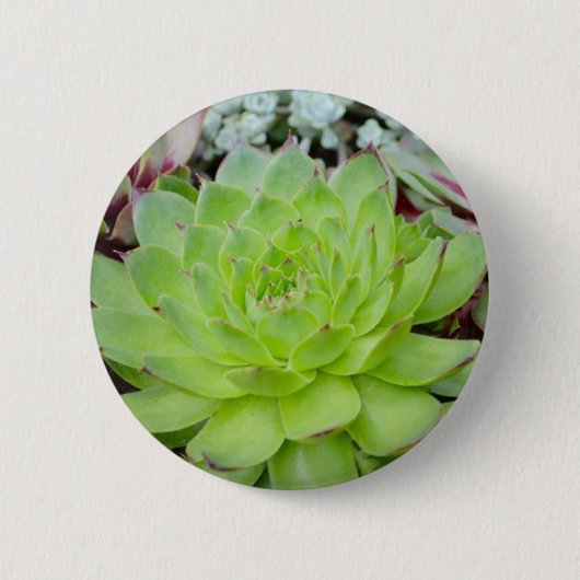 Succulente Button (Voorkant)