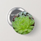 Succulente Button (Voorkant /achterkant)