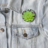 Succulente Button (In situ)