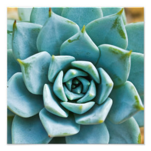 Succulente Close-up Foto Afdruk
