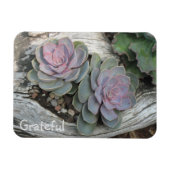 Succulente dankbaarheid magneet (Horizontaal)