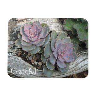 Succulente dankbaarheid magneet