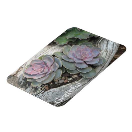 Succulente dankbaarheid magneet (Linkerzijde)