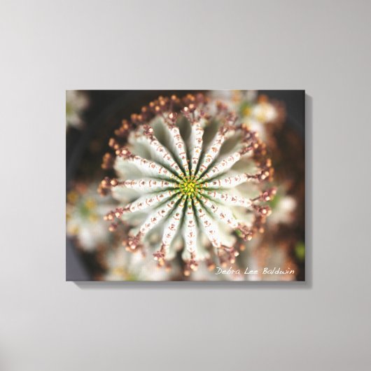 Succulente foto van Debra Lee Baldwin Canvas Afdruk (Voorkant)