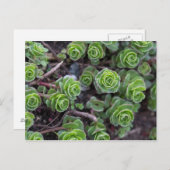 Succulente fotografie briefkaart (Voorkant / Achterkant)