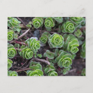 Succulente fotografie briefkaart