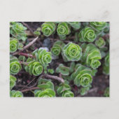 Succulente fotografie briefkaart (Voorkant)