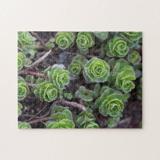 Succulente fotografie legpuzzel (Horizontaal)
