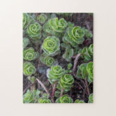 Succulente fotografie legpuzzel (Verticaal)