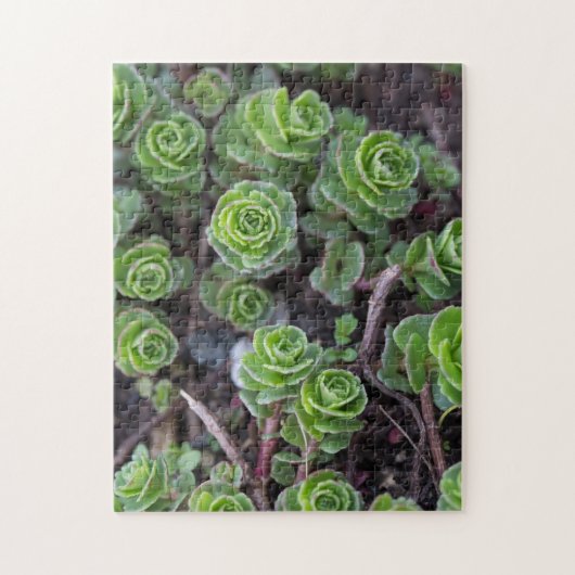 Succulente fotografie legpuzzel (Verticaal)