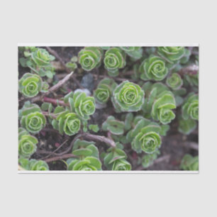 Succulente fotografie tissuepapier