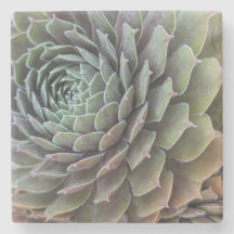 Succulente fractaal