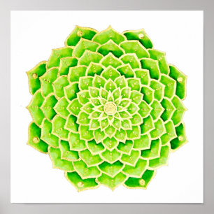 Succulente groene bladeren Gold Mandala Poster