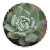 Succulente keramische Knob Keramische Knop (Voorkant)