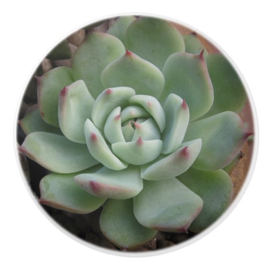 Succulente keramische Knob Keramische Knop (Voorkant)