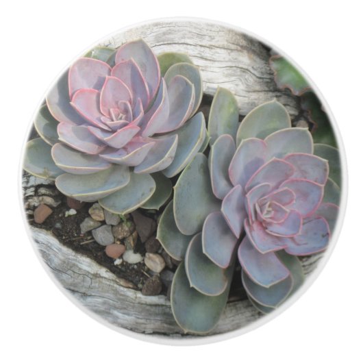 Succulente keramische Knob Knop (Voorkant)