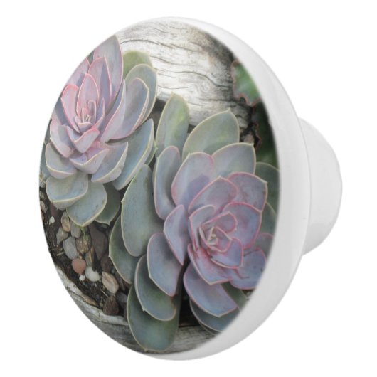 Succulente keramische Knob Knop (Rechts)