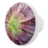 succulente keramische trek keramische knop (Rechts)