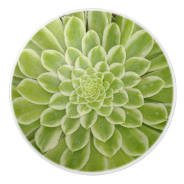 succulente keramische trek knop