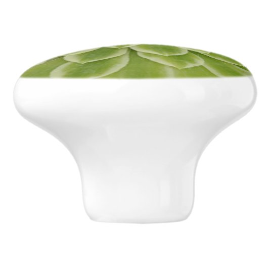 succulente keramische trek knop (Zijkant)