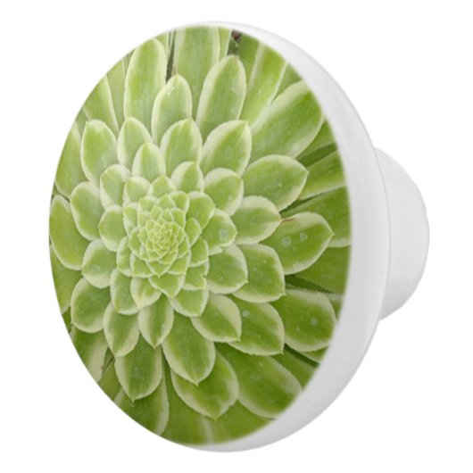 succulente keramische trek knop (Rechts)