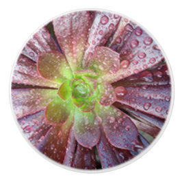 succulente keramische trek knop