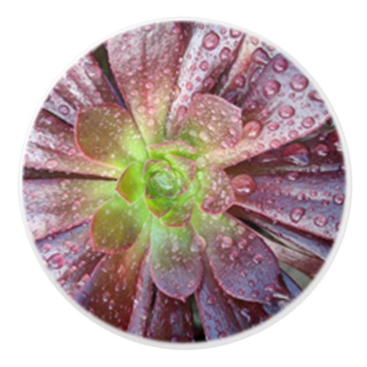 succulente keramische trek knop (Voorkant)