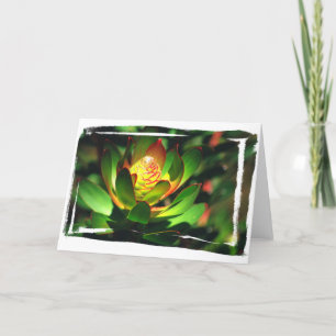 Succulente Knop Kaart