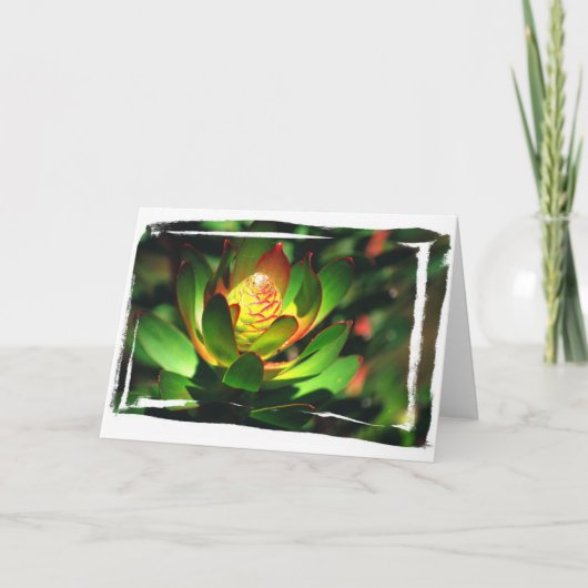 Succulente Knop Kaart (Voorkant)