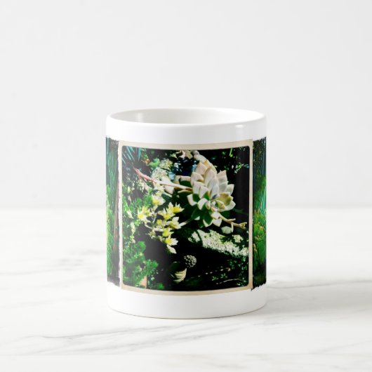 Succulente Mok (Center)