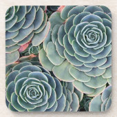 Succulente onderzetters (Voorkant)