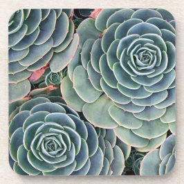 Succulente onderzetters