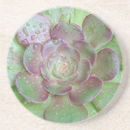Succulente onderzetters